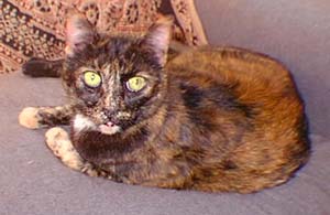 [a female tortoise-shell cat]